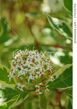 相當ginfumizuki花 相當ginfumizuki花 37029704