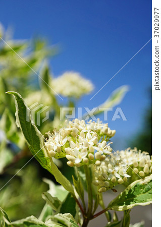 Silver-Finnish flower shining in the blue sky Silver-Finnish flower shining in the blue sky 37029977