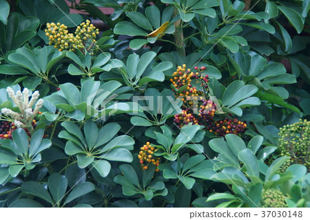 它也被稱為Yodori Fukanooki Kapok。 37030148