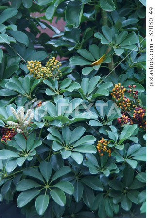 它也被稱為Yodori Fukanooki Kapok。 它也被稱為Yodori Fukanooki Kapok。 37030149