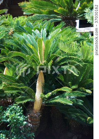 Sotetsu Satetsu花語是“男子漢” 37030162