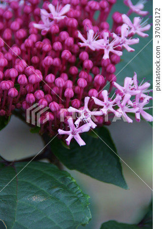 Peony odor tree Beetweed Flower language is "bright beauty" Peony odor tree Beetweed Flower language is "bright beauty" 37030172