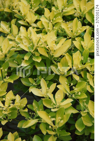 It is a beautiful leaf like flower Masaki Masaki It is a beautiful leaf like flower Masaki Masaki 37030174