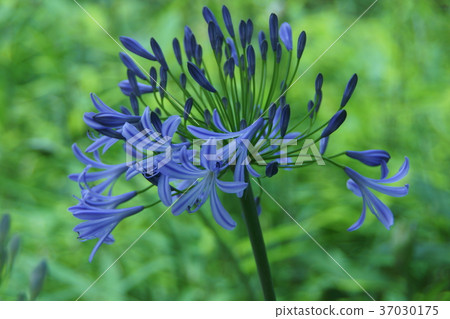 紫杏花蘭花百合花語是“愛花” 37030175