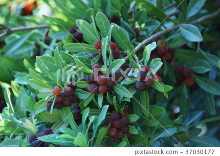 山桃竹花語“我只愛一個人” 37030177