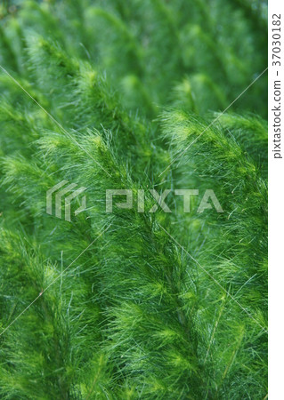 Kawahara Atsushi Kawarayomogi Flower language is "happiness" 37030182