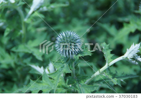 Ruri Tamaki Ruritama薊花語是“權威” 37030183