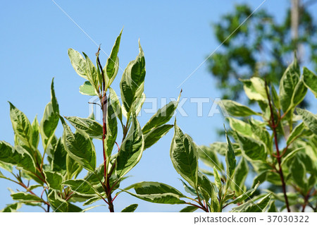 Leaves of a beautiful Ginfaw 37030322