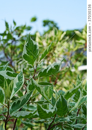 Leaves of a beautiful Ginfaw Leaves of a beautiful Ginfaw 37030336