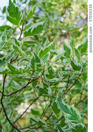 Leaves of a beautiful Ginfaw 37030338