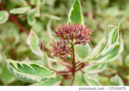 The fruit of Ginfumizuki with a cute ring 37030670