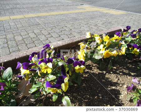 The flower bed at the roadside 37030869