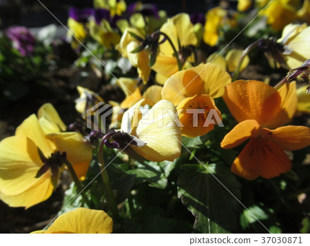 flower bed flower bed 37030871