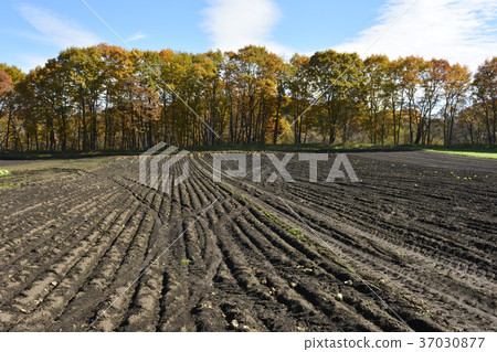 Farmland Farmland 37030877
