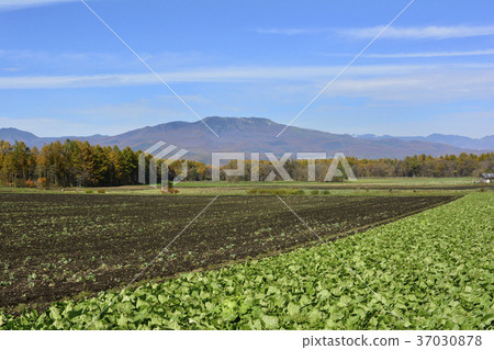Tsumagoi Village 37030878