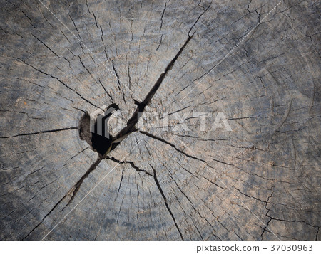 Bark of tree background and texture Bark of tree background and texture 37030963