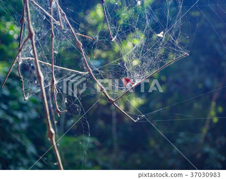 Spider web on the tree in the forest with sunlight 37030983