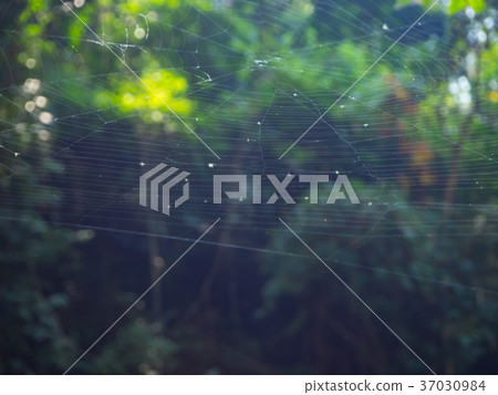 Spider web on the tree in the forest with sunlight Spider web on the tree in the forest with sunlight 37030984