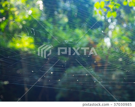 Spider web on the tree in the forest with sunlight Spider web on the tree in the forest with sunlight 37030985