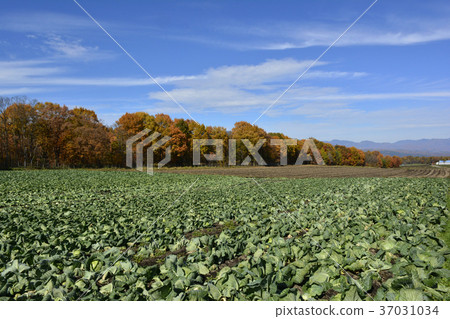 秋天天空和圓白菜領域 37031034