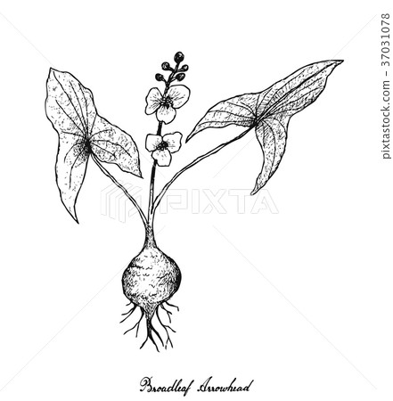 Broadleaf Arrowhead on White Background 37031078