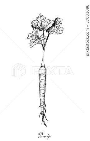 Hand Drawn of Parsnip on White Background Hand Drawn of Parsnip on White Background 37031096