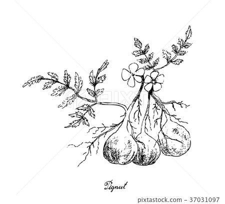 Hand Drawn of Pignut Plant on White Background Hand Drawn of Pignut Plant on White Background 37031097
