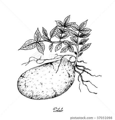 图库插图: hand drawn of fresh potatoes on a white background