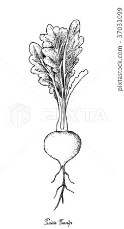 Hand Drawn of Prairie Turnip on White Background 37031099