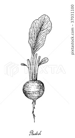 Hand Drawn of Red Radish on White Background 37031100