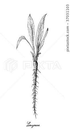 Hand Drawn of Scorzonera on White Background Hand Drawn of Scorzonera on White Background 37031103