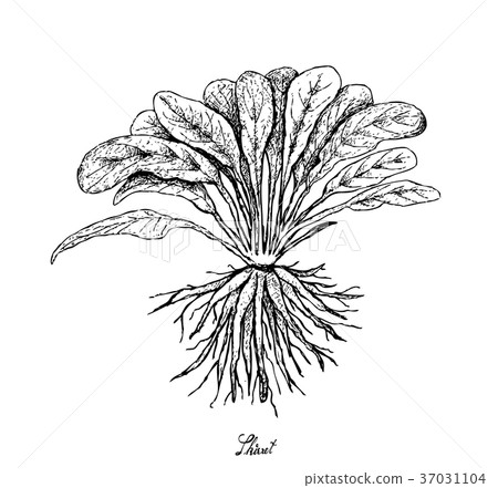 Hand Drawn of Fresh Skirret on White Background Hand Drawn of Fresh Skirret on White Background 37031104
