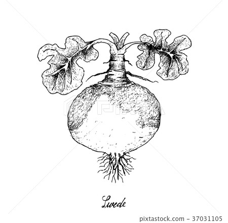 Hand Drawn of Swede on White Background 37031105