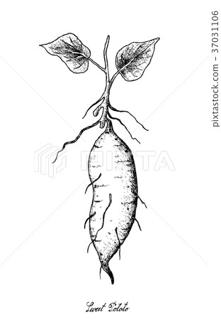 Hand Drawn of Sweet Potato on White Background 37031106