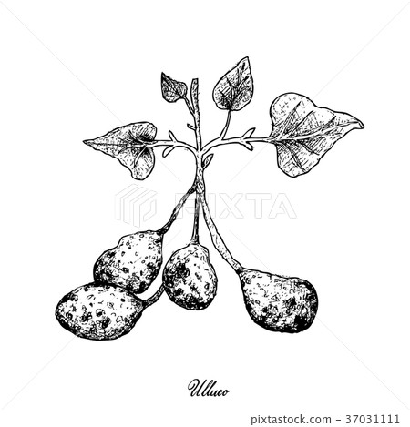 Ullucus Tuberosus on A White Background Ullucus Tuberosus on A White Background 37031111