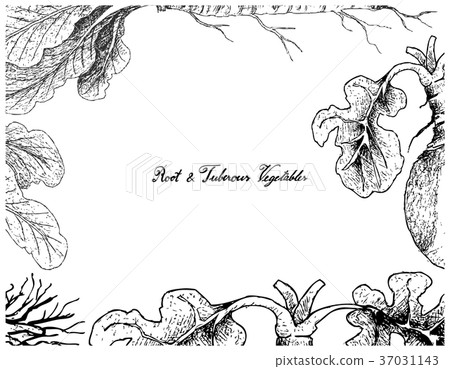 Hand Drawn Frame of Horseradish and Swede 37031143