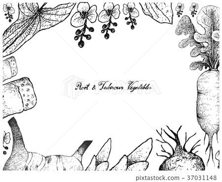 Hand Drawn Frame of Root and Tuberous Vegetables Hand Drawn Frame of Root and Tuberous Vegetables 37031148
