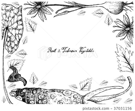 Hand Drawn Frame of Root and Tuberous Vegetables Hand Drawn Frame of Root and Tuberous Vegetables 37031156