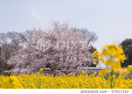 Rape blossoms and cherry blossoms compete 37031162