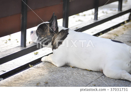 waiting dog on the floor waiting dog on the floor 37031731