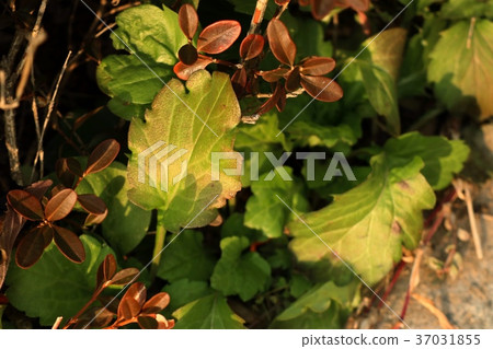 green leaves in korea green leaves in korea 37031855