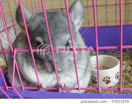 Young chinchilla sitting pink cage closeup Young chinchilla sitting pink cage closeup 37031979