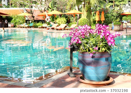 Orchid flower by the pool Orchid flower by the pool 37032198