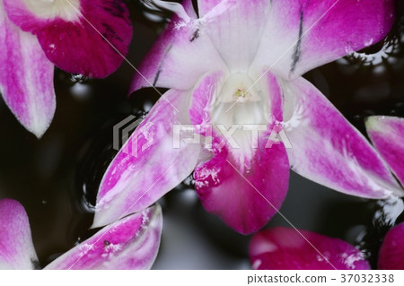 Orchids flower in water jar 37032338