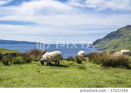 Sheep and goat at the bay called Camas nan Geall 37032360