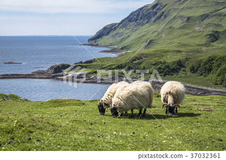 Sheep and goat at the bay called Camas nan Geall 37032361