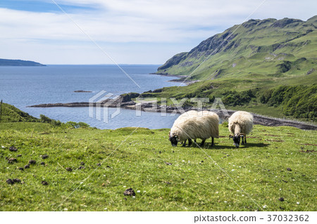 Sheep and goat at the bay called Camas nan Geall 37032362