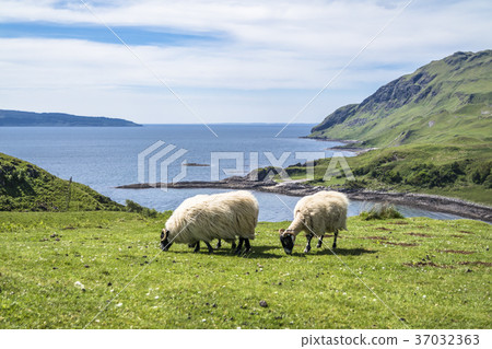 Sheep and goat at the bay called Camas nan Geall 37032363