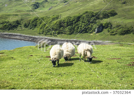 Sheep and goat at the bay called Camas nan Geall 37032364