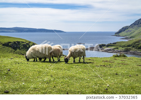 Sheep and goat at the bay called Camas nan Geall 37032365
